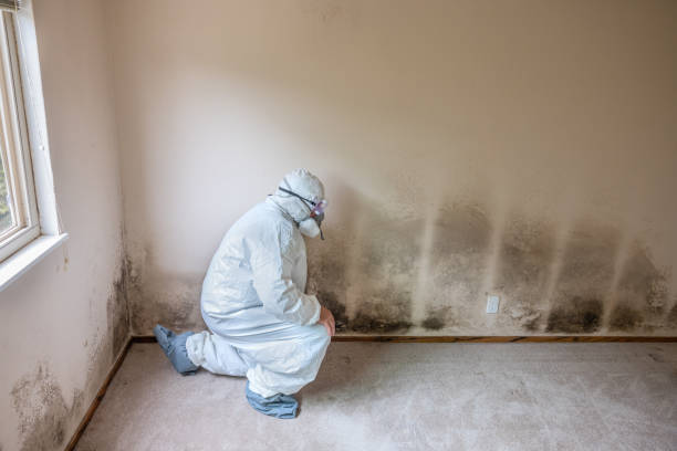 Mold Removal Process in North Baltimore, OH