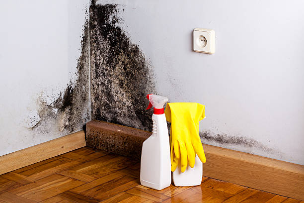 Professional Mold Removal in North Baltimore, OH